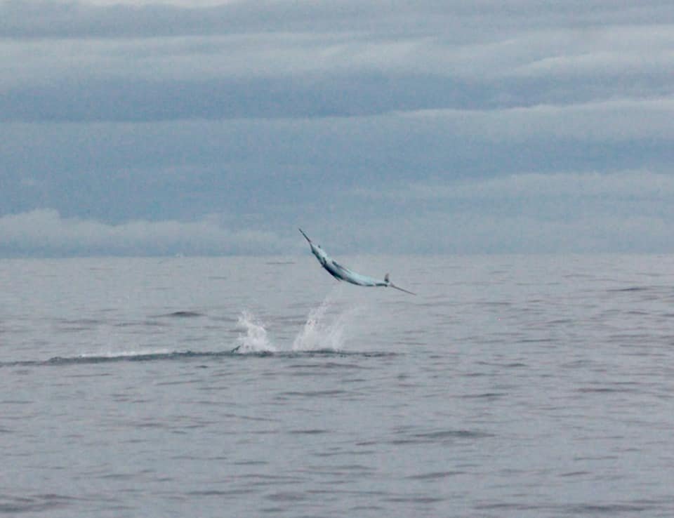 Charter boat working a FAD buoy far offshore in Costa Rica