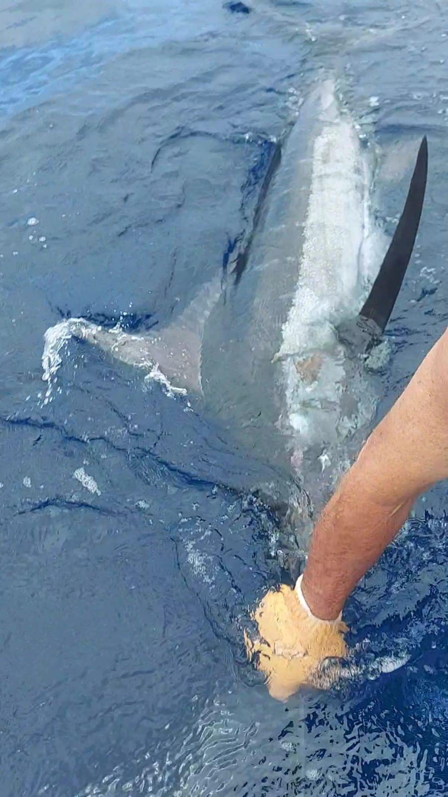 Blue marlin alongside a Costa Rica charter boat