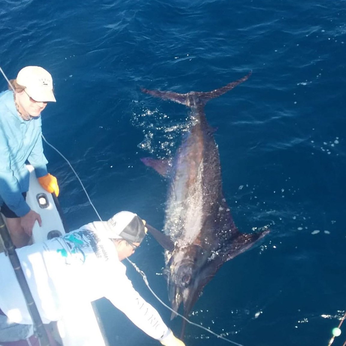 Marlin brought boatside before release