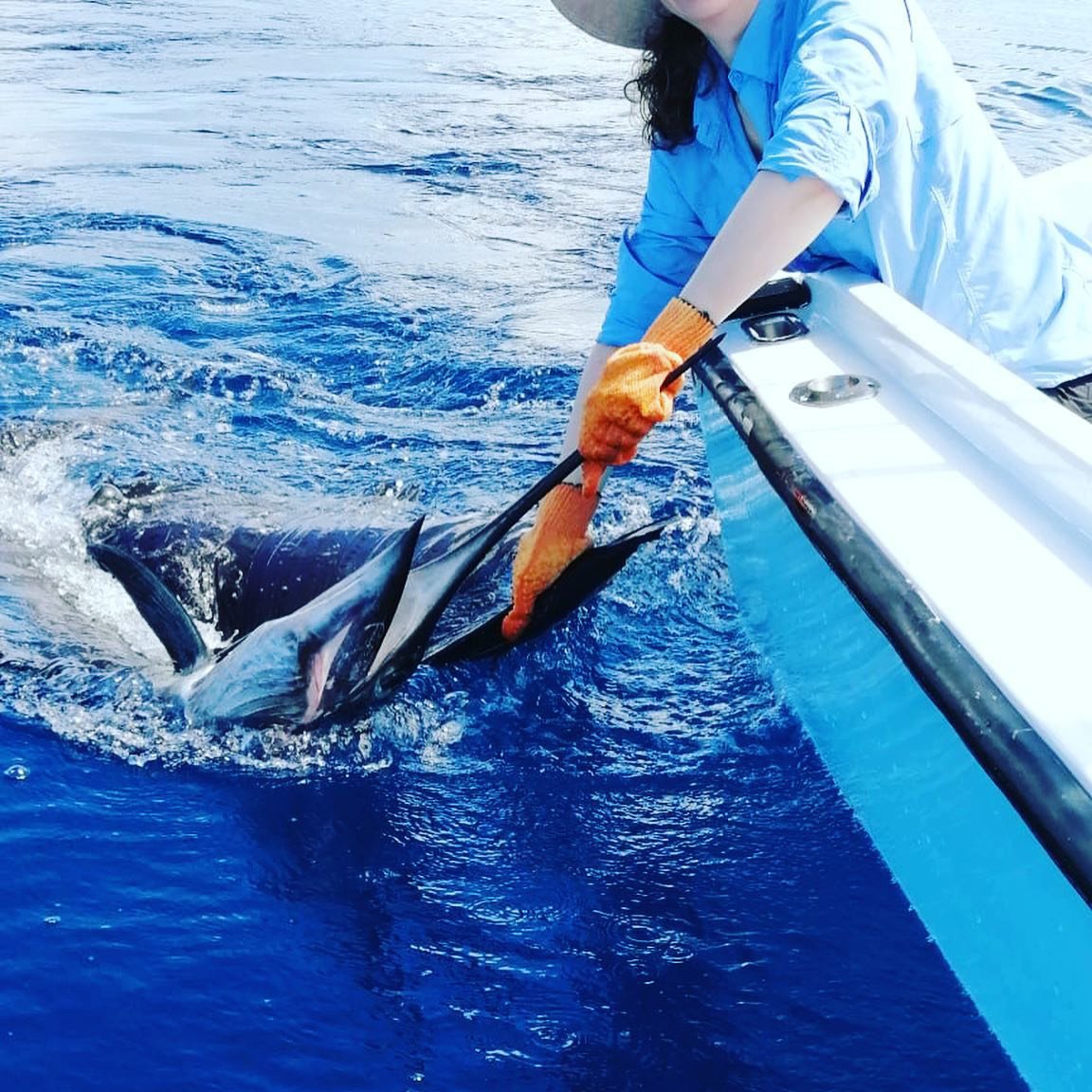 Sailfish being revived before release